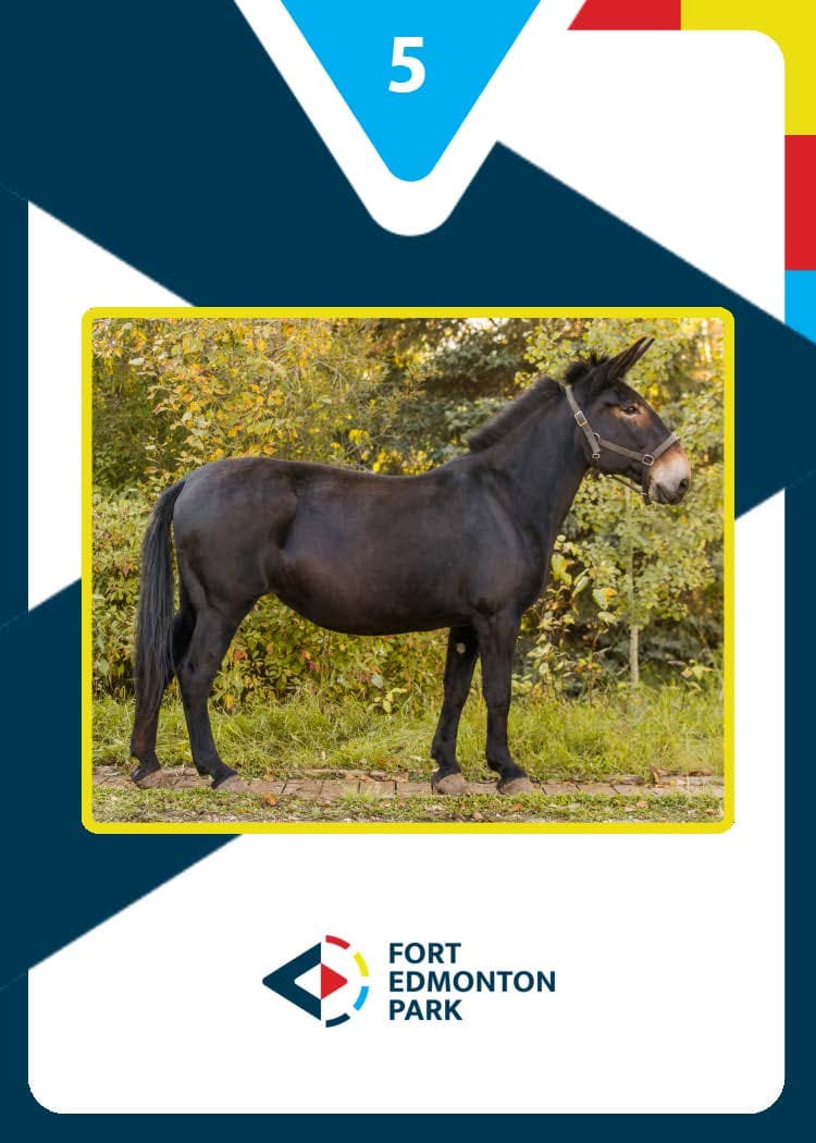 Fort Edmonton Park Marketing - Image 30