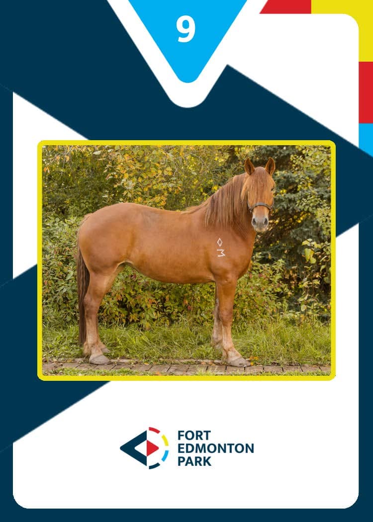 Fort Edmonton Park Marketing - Image 34