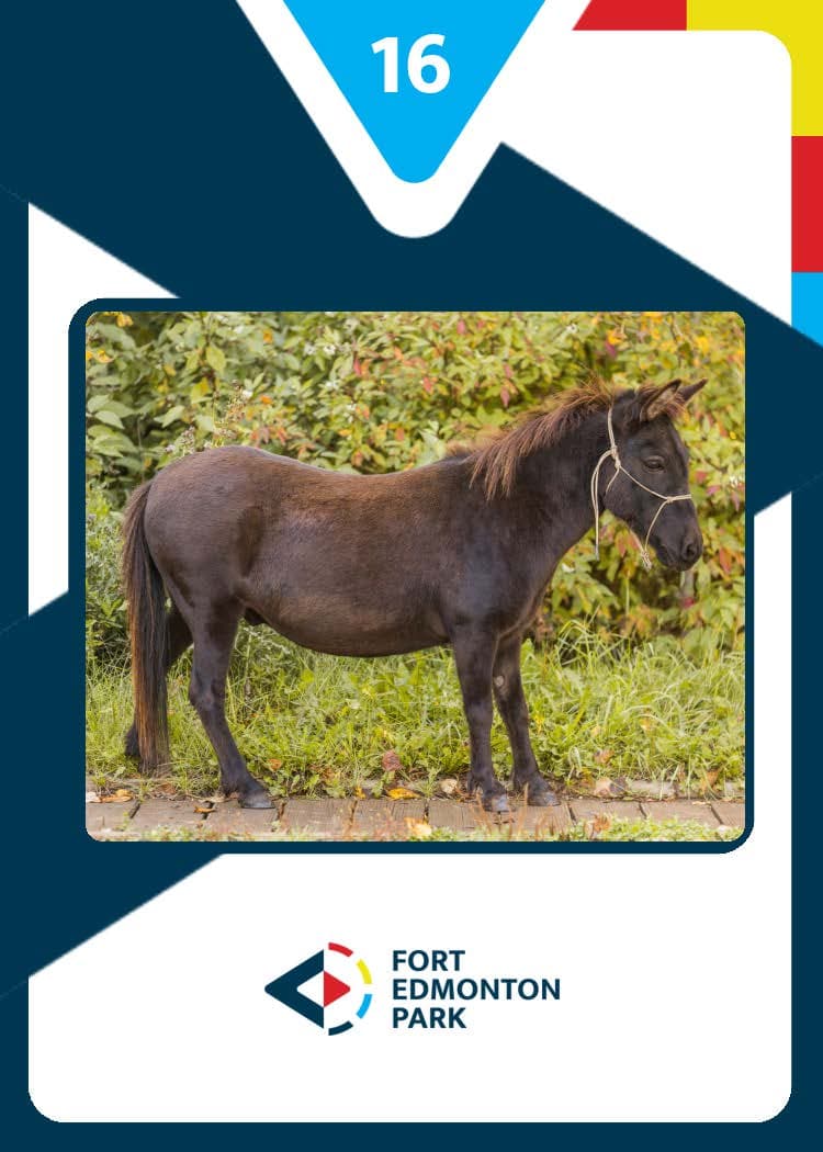 Fort Edmonton Park Marketing - Image 48